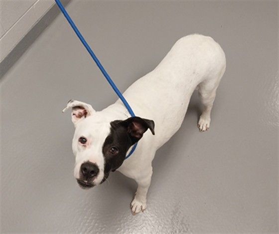 Darcy - Female - Pit Bull-Mix