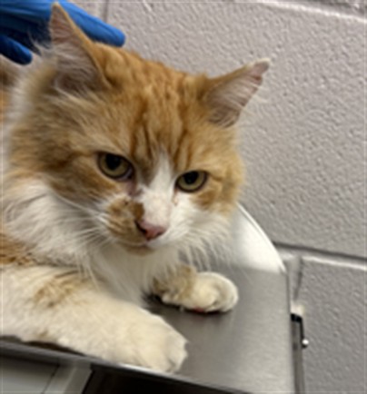 Francis - Male - Domestic LH