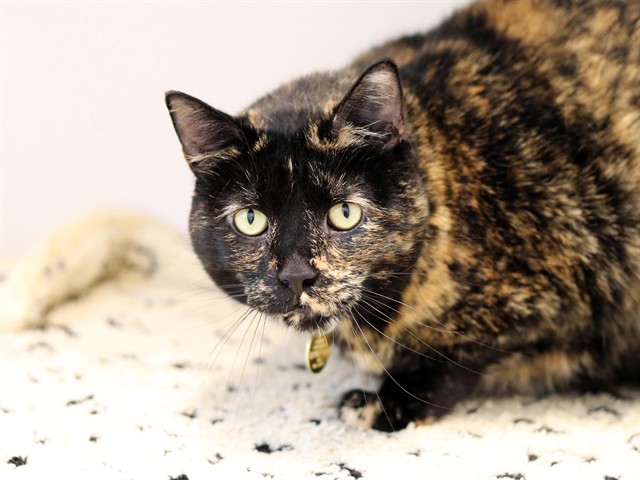 Stella - Female - Domestic SH