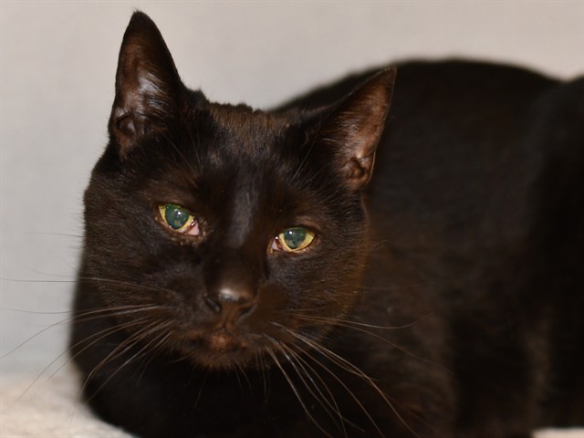 Trooper - Male - Domestic MH