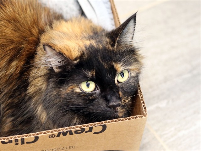 Elsie - Female - Domestic MH