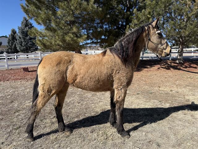 Mouse - Female - Tn Walk Horse