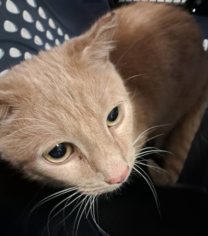 Leo - Male - Domestic SH-Mix
