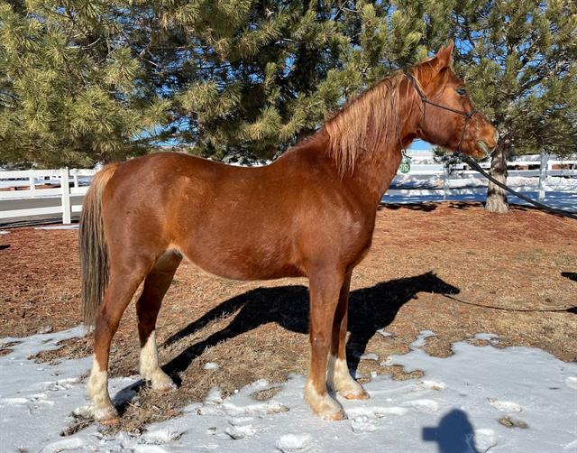 Trent - Male - Arabian