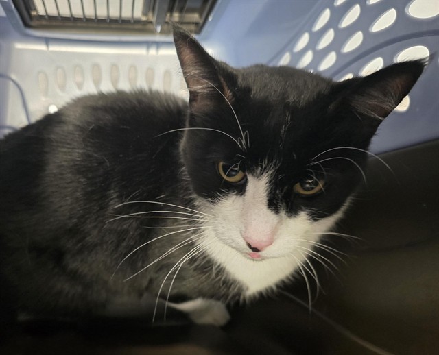 Jazzy - Male - Domestic SH