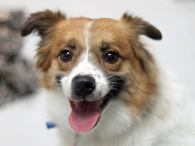 Elijah - Male - Border Collie-Mix
