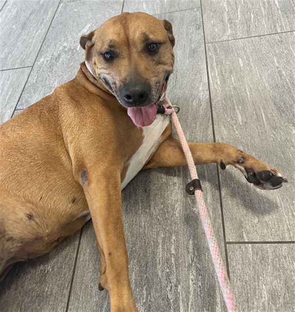 Elsa - Female - Coonhound-Mix