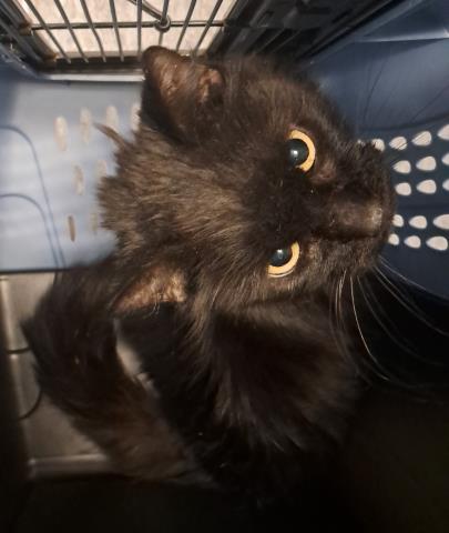Bosie - Female - Domestic MH