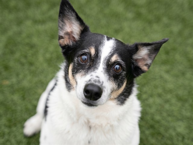Buddy - Male - Australian Cattle Dog-Mix