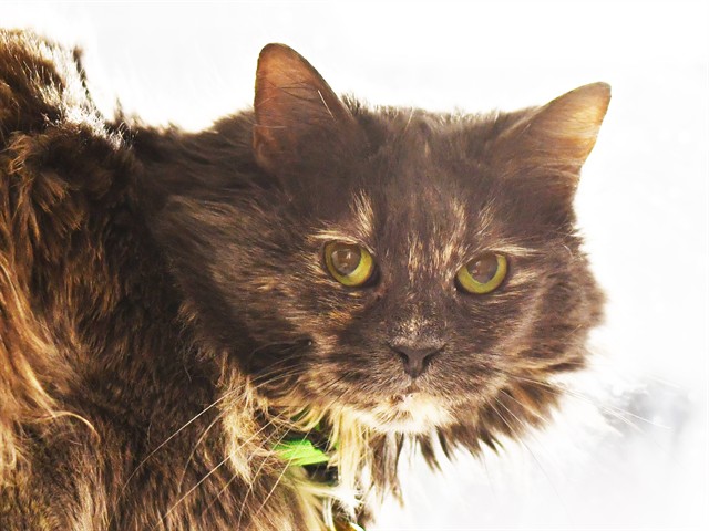 Missy - Female - Domestic LH-Mix