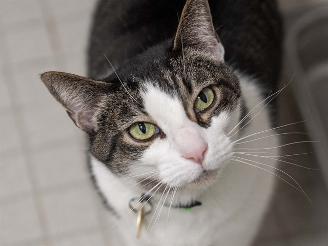 Nala - Female - Domestic SH