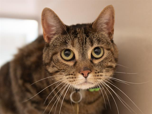 Muna - Female - Domestic SH