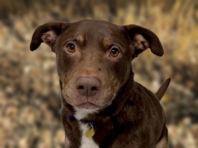 Rusty - Male - Labrador Retriever-Mix