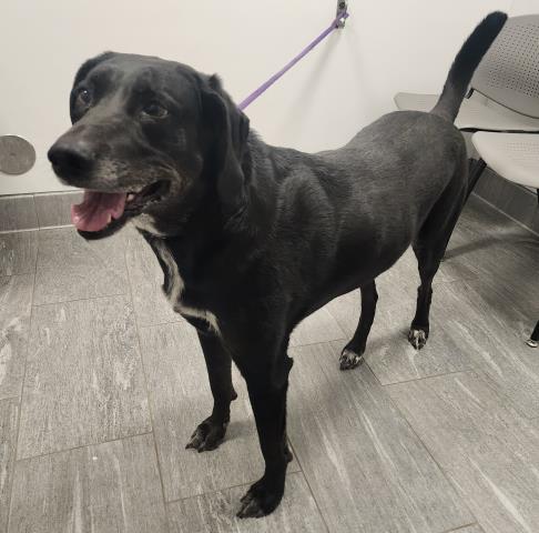 Gaudules - Female - Coonhound-Mix