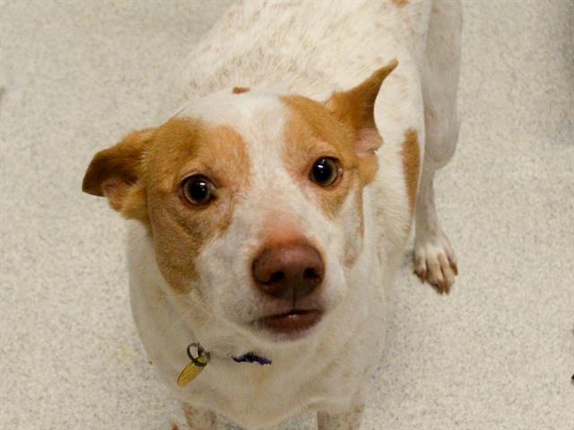 Apollo - Male - Australian Cattle Dog-Terrier