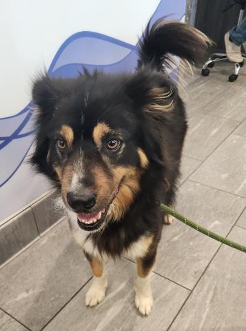 Coco - Male - Australian Shepherd