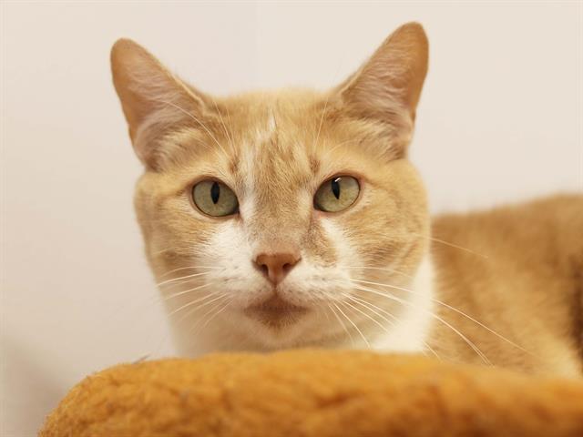 Zak - Male - Domestic SH