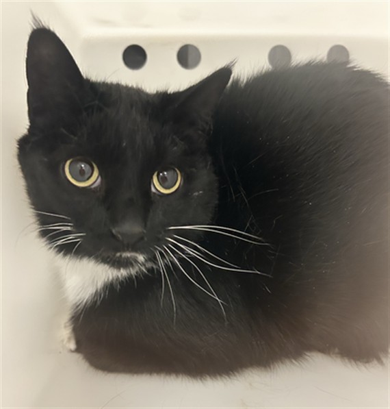 Lolo - Female - Domestic SH