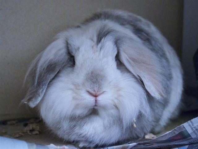 Olly - Male - Lionhead