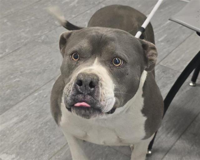 Faith - Female - Pit Bull