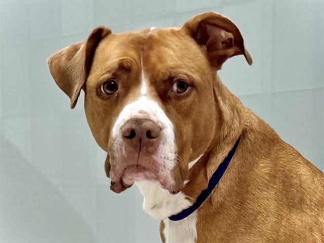Barclay - Male - Pit Bull-Boxer