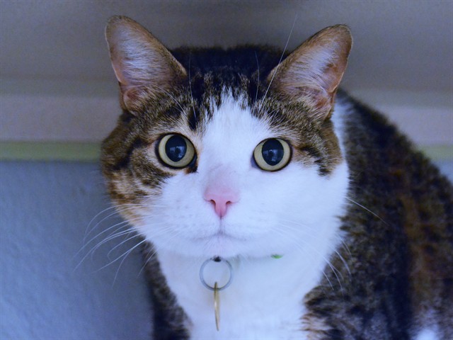 Princess - Female - Domestic SH