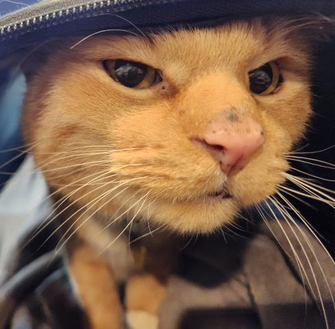 Leo - Male - Domestic SH