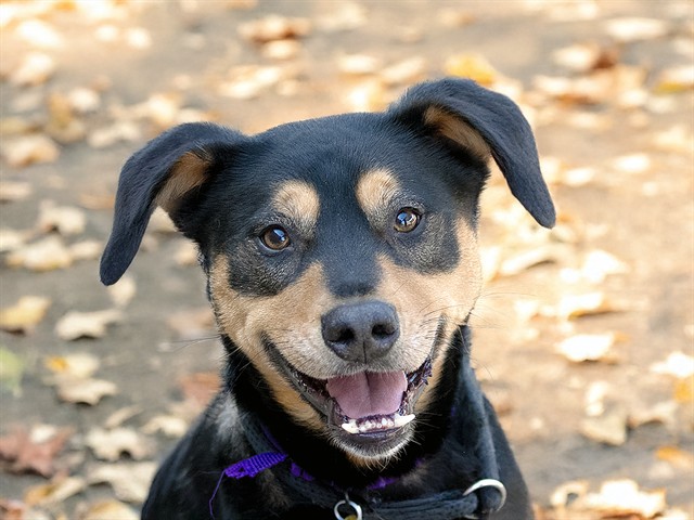 Homer - Male - Australian Kelpie-Mix