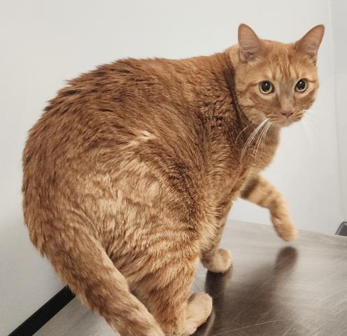 Pocket - Male - Domestic SH
