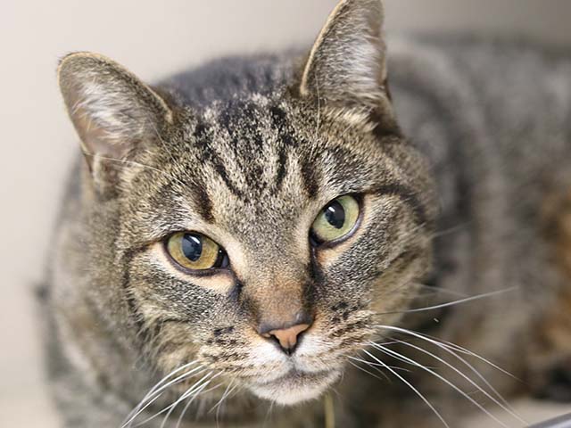Zeus - Male - Domestic SH