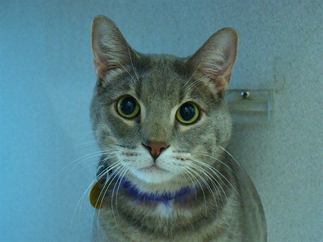 Jack - Male - Domestic SH