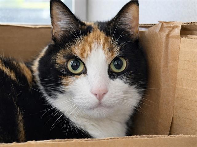 River - Female - Domestic SH