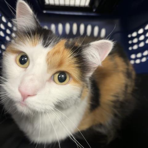 Leila - Female - Domestic MH