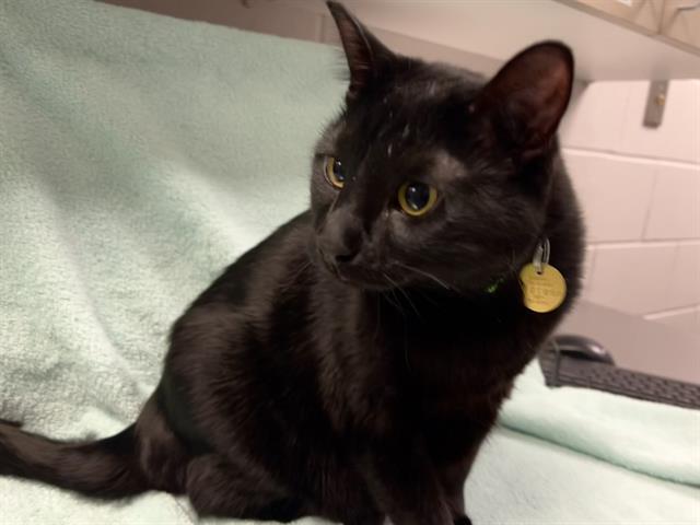 Luna - Female - Domestic SH