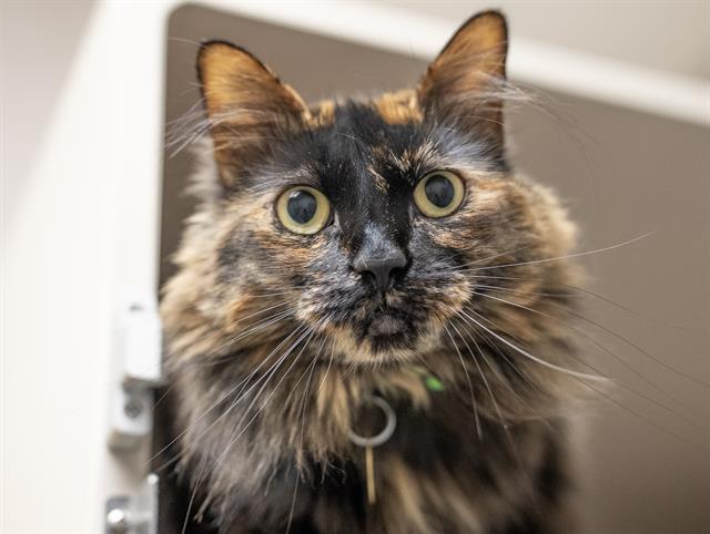 Zoey - Female - Domestic SH