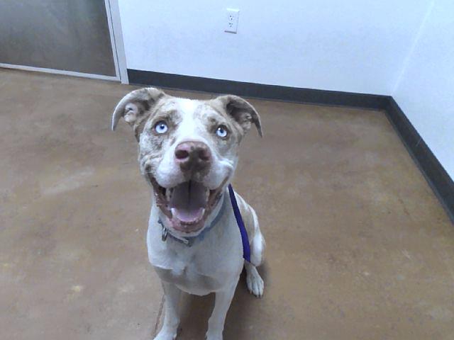 Rowdy - Male - Catahoula Leopard Hound