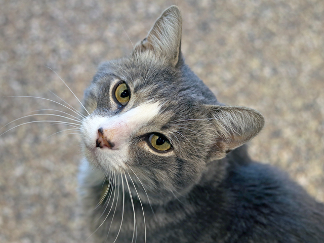 Socks - Male - Domestic SH