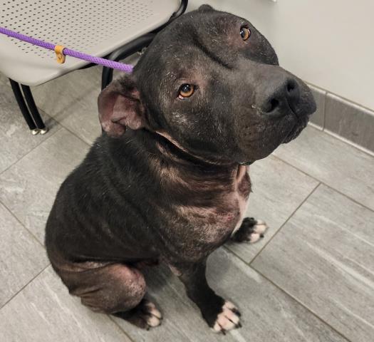 Gohan - Male - Pit Bull