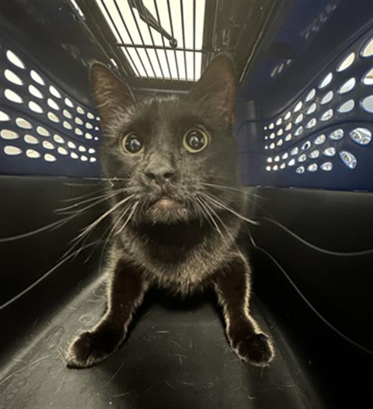 Dante - Male - Domestic SH