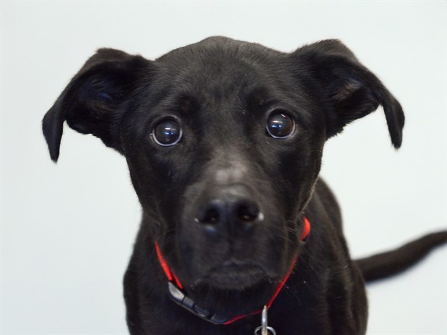 Midnight - Male - Labrador Retriever-Mix