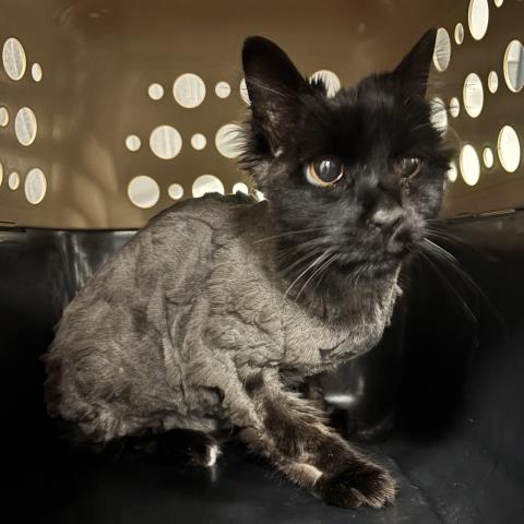 Harry - Male - Domestic LH