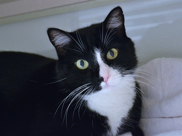 Beans - Male - Domestic SH