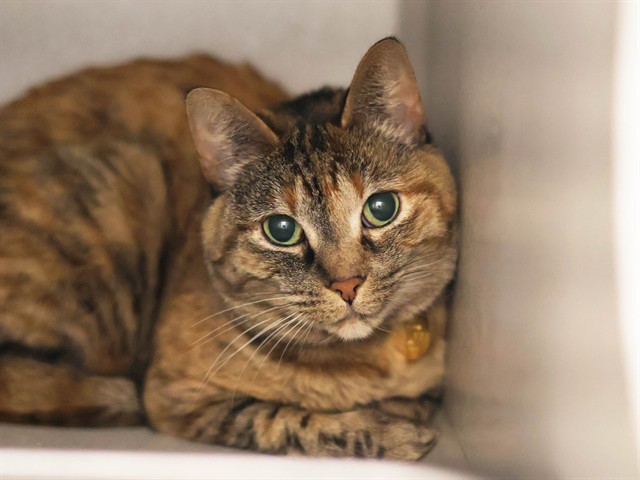 Ava - Female - Domestic SH