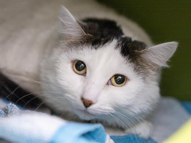 Mimi - Female - Domestic SH