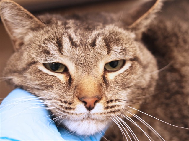 Stevie - Female - Domestic SH