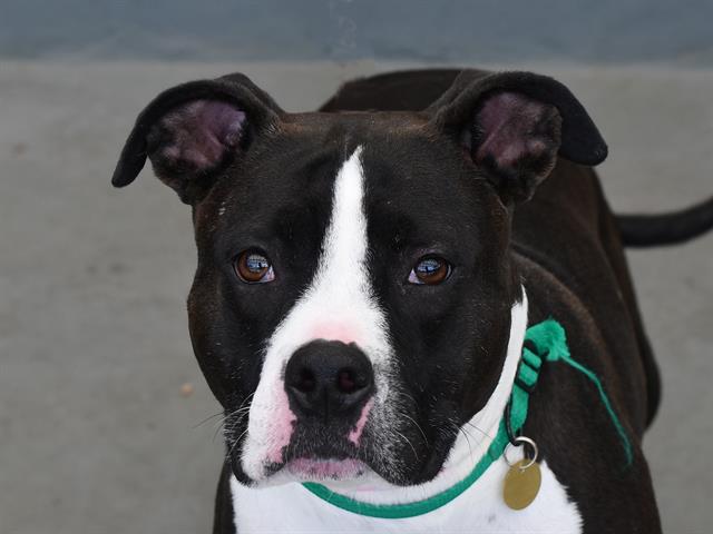 Nessa - Female - Pit Bull