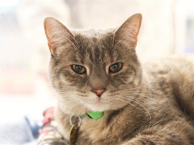 Tarragon - Female - Domestic SH