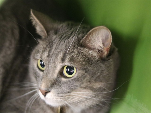Remy - Male - Domestic SH