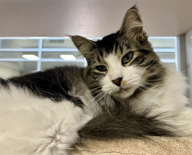 Louie - Male - Domestic LH