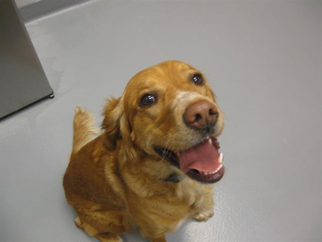 Josie - Female - Golden Retriever-Brittany